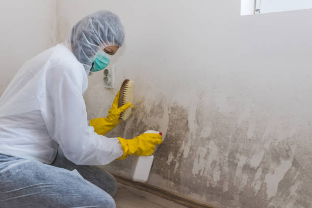 Best Residential Mold Remediation in Mans, CO