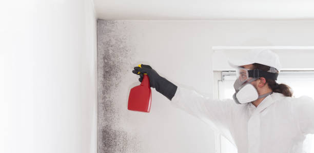 Best Black Mold Remediation in Mans, CO