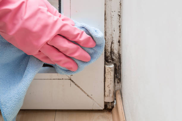 Best Residential Mold Remediation in Mans, CO